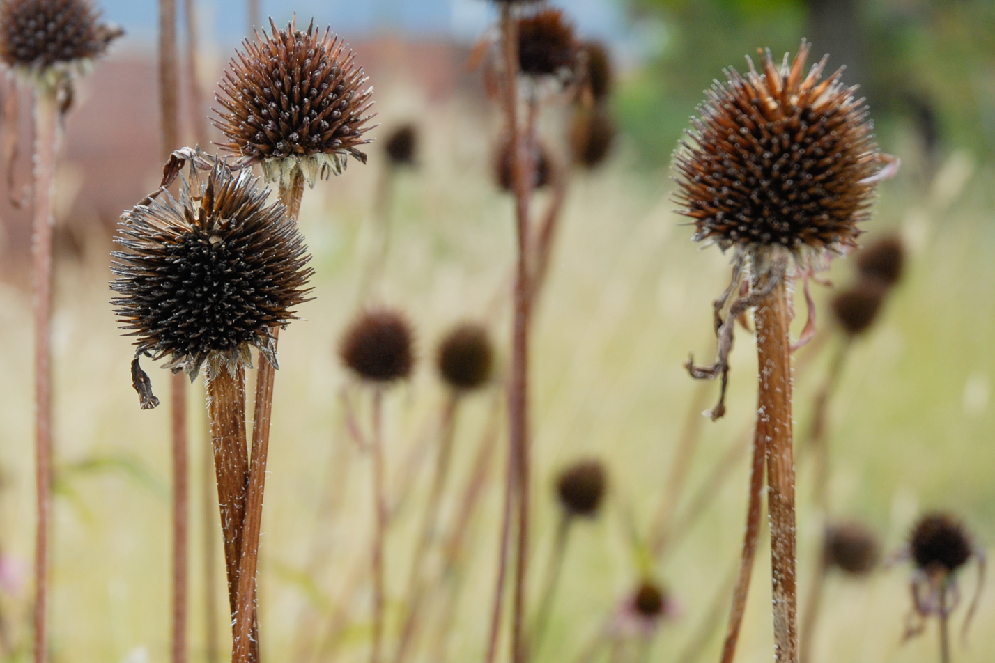Tennessee Purple Coneflower